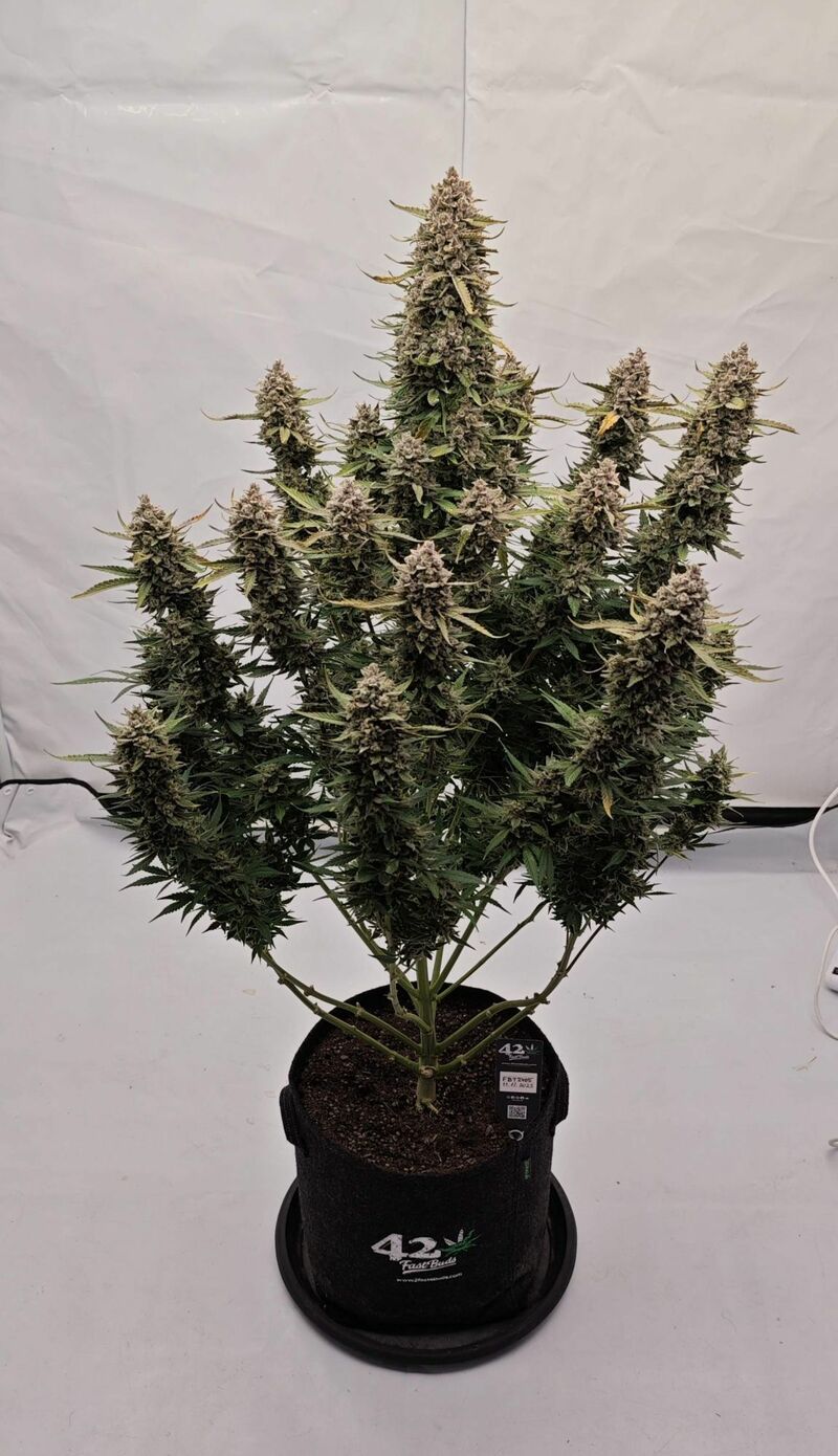 Sour Jealousy Auto, Фасовка: 3, изображение 13